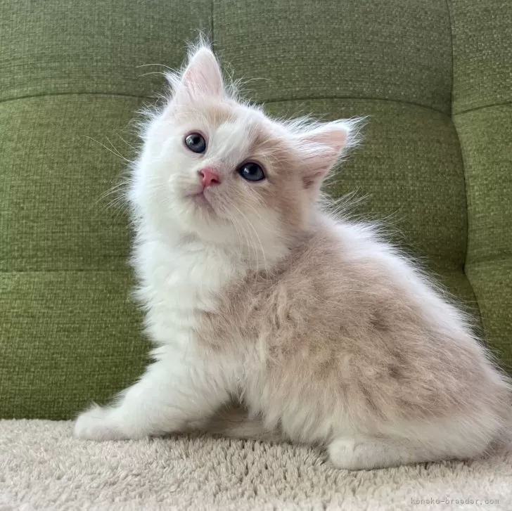 ID:2407-00479の子猫