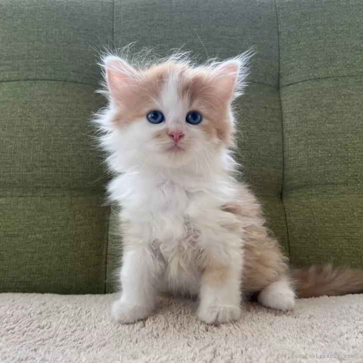 ID：2408-02078の子猫