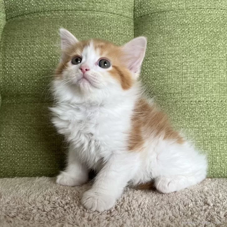 ID:2402-00547の子猫