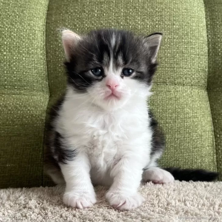 ID：2312-01380の子猫