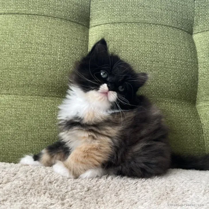 ID：2309-01450の子猫