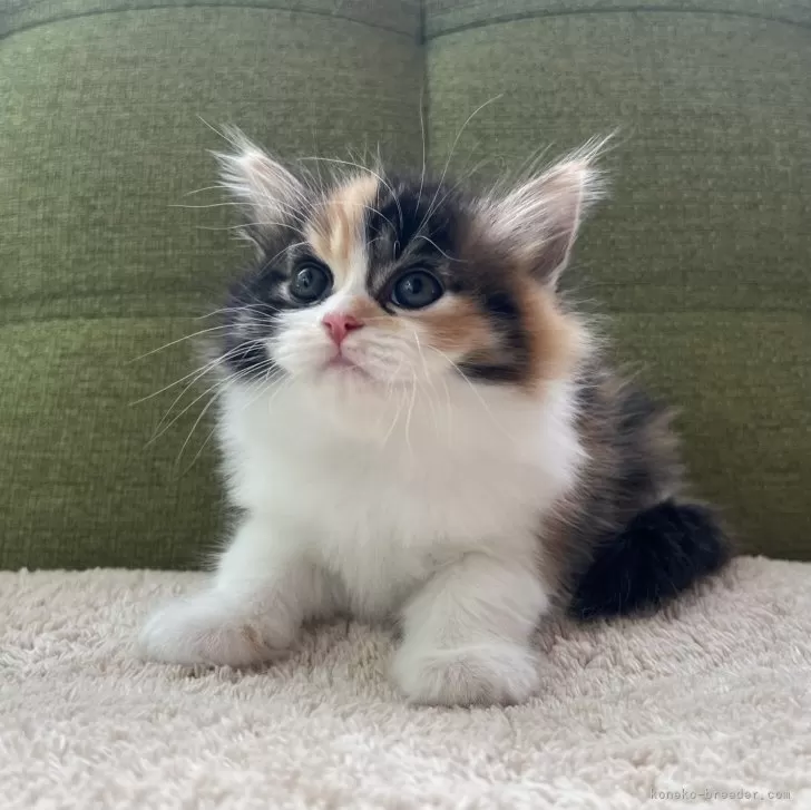 ID：2407-02685の子猫