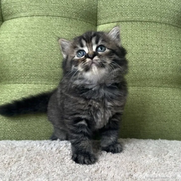 ID:2307-00851の子猫