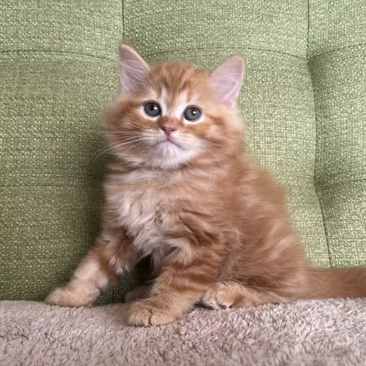 ID:2402-00545の子猫