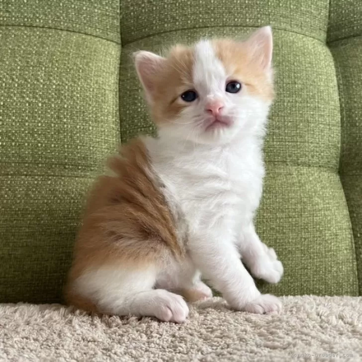 ID：2312-01383の子猫