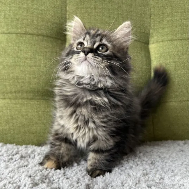 ID：2204-02173の子猫