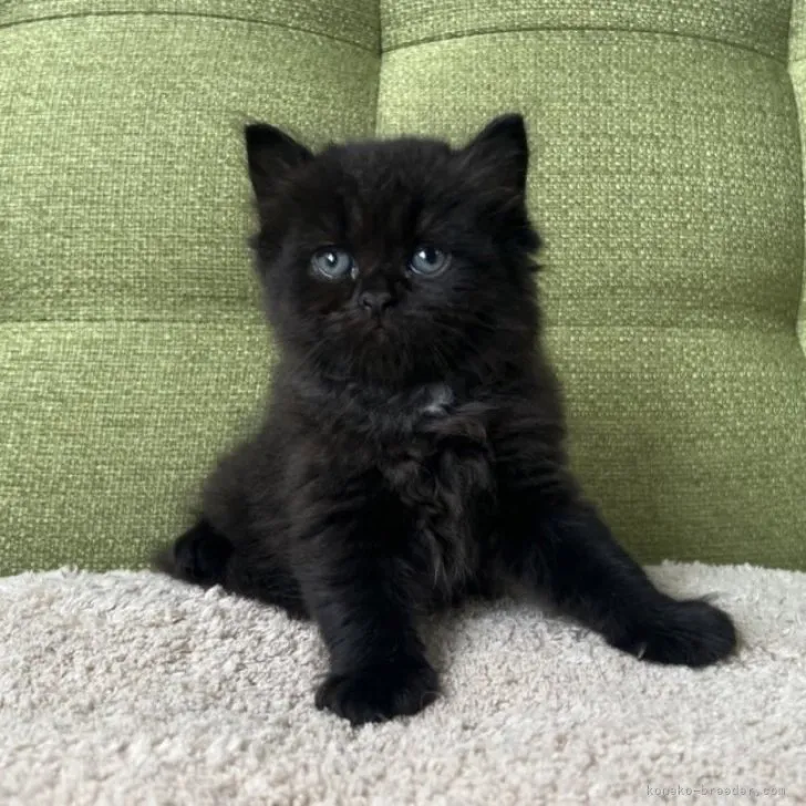 ID:2306-02919の子猫
