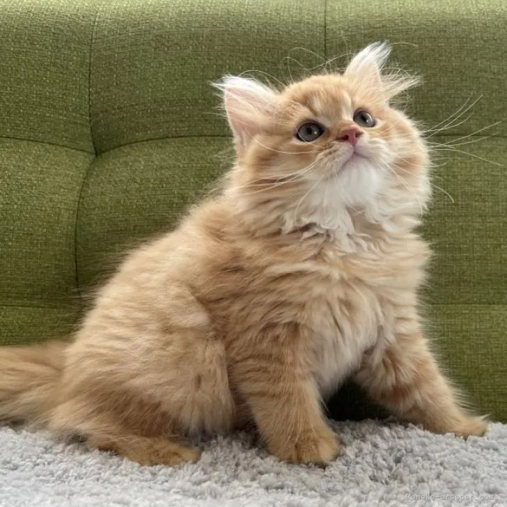 ID：2206-03306の子猫