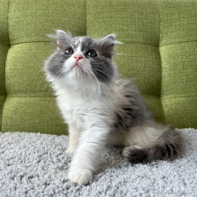 ID:2205-02483の子猫