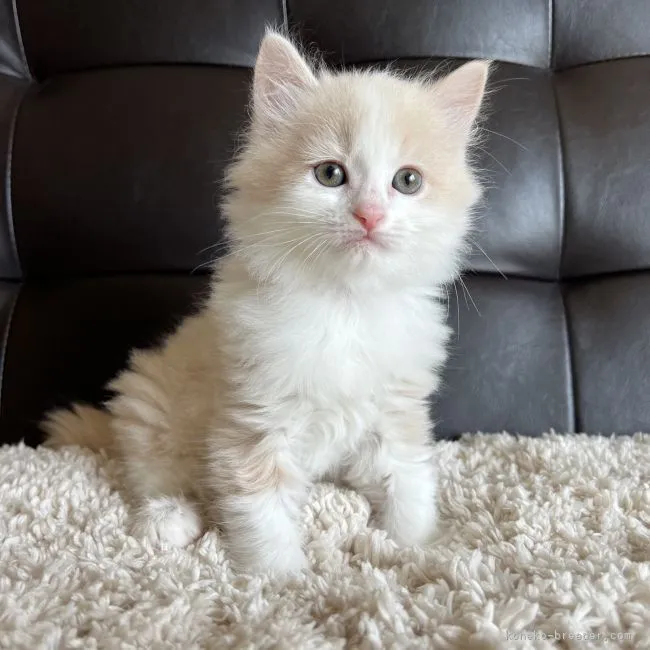 ID:2203-01335の子猫