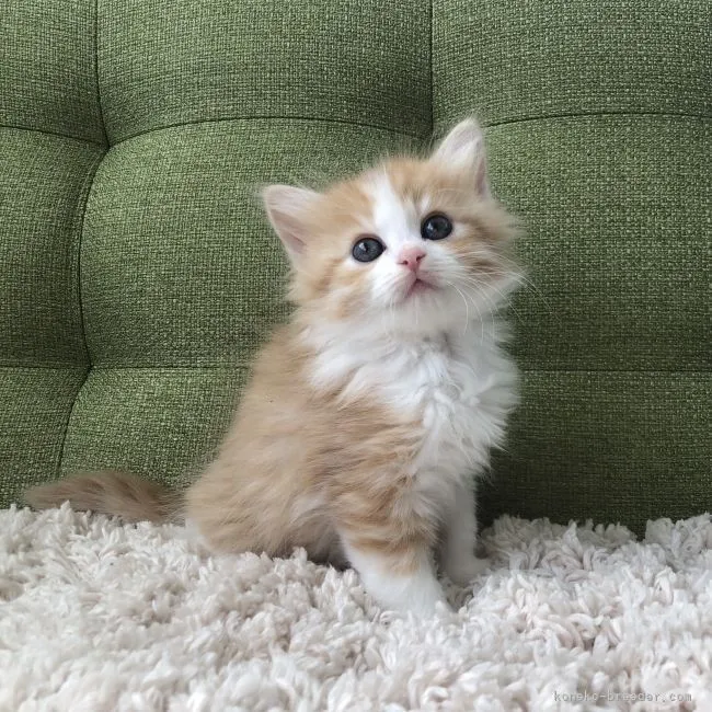 ID:2111-01740の子猫