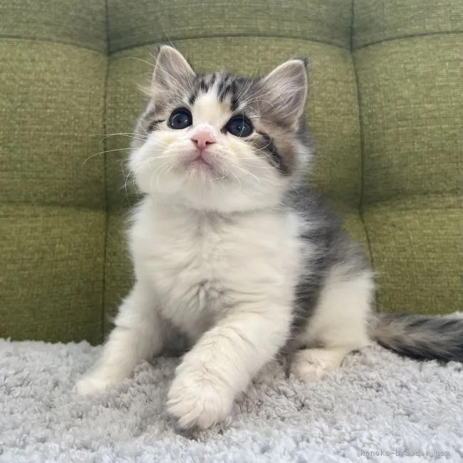 ID:2212-00523の子猫
