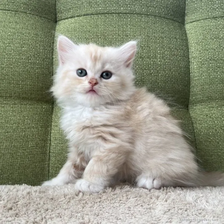 ID：2309-01447の子猫
