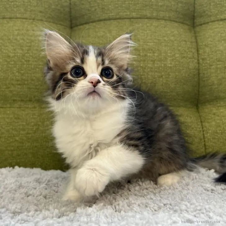 ID:2212-00529の子猫