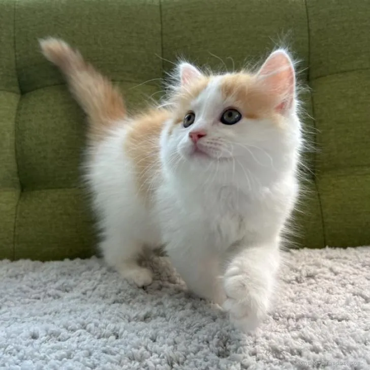 ID：2210-00996の子猫