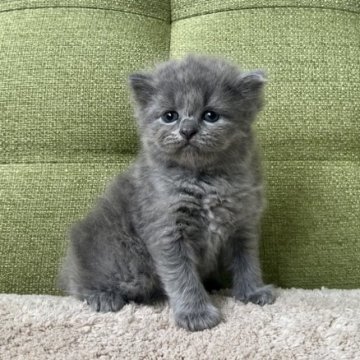 ラガマフィン【愛知県・男の子・2023年6月10日・ブルー】の写真「もこもこまんまる毛玉ちゃん🧶」