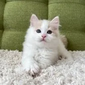 ラガマフィン【愛知県・男の子・2022年1月10日・クリームタビー&ホワイト】の写真1