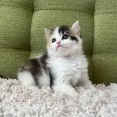 ラガマフィン【愛知県・女の子・2022年1月10日・ブラウンパッチドタビー&ホワイト】の写真1