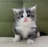 ラガマフィン【愛知県・男の子・2024年5月25日・ブラウンタビー&ホワイト】の写真1