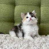 ラガマフィン【愛知県・女の子・2022年1月10日・ブラウンパッチドタビー&ホワイト】の写真2