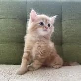 ラガマフィン【愛知県・男の子・2024年7月6日・レッドタビー】の写真2