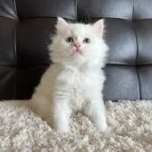 ラガマフィン【愛知県・男の子・2022年2月14日・クリームリンクスポイント】の写真2