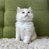 ラガマフィン【愛知県・男の子・2022年1月10日・クリームタビー&ホワイト】の写真2