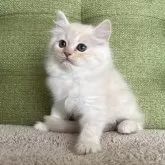 ラガマフィン【愛知県・男の子・2023年12月14日・クリームタビー】の写真2