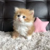 ラガマフィン【愛知県・女の子・2020年11月21日・レッドタビー&ホワイト】の写真2