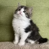 ラガマフィン【愛知県・男の子・2023年12月18日・ブラウンタビー&ホワイト】の写真2