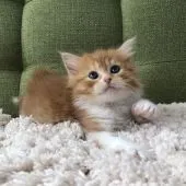 ラガマフィン【愛知県・女の子・2021年10月17日・レッドタビー&ホワイト】の写真3