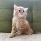 ラガマフィン【愛知県・男の子・2024年7月6日・レッドタビー】の写真3