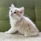 ラガマフィン【愛知県・男の子・2024年5月17日・クリームタビー&ホワイト】の写真3