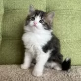 ラガマフィン【愛知県・男の子・2023年12月18日・ブラウンタビー&ホワイト】の写真3