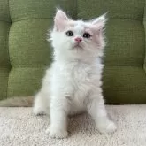 ラガマフィン【愛知県・男の子・2024年5月17日・クリームタビー&ホワイト】の写真4