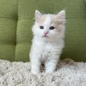 ラガマフィン【愛知県・男の子・2022年1月10日・クリームタビー&ホワイト】の写真4