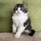 ラガマフィン【愛知県・男の子・2023年12月18日・ブラウンタビー&ホワイト】の写真4