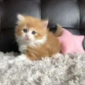 ラガマフィン【愛知県・女の子・2020年11月21日・レッドタビー&ホワイト】の写真5