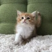 ラガマフィン【愛知県・女の子・2021年10月17日・レッドタビー&ホワイト】の写真5