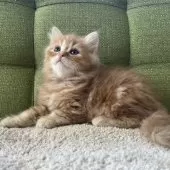 ラガマフィン【愛知県・男の子・2024年12月17日・レッドタビー】の写真10