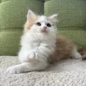 ラガマフィン【愛知県・男の子・2024年12月17日・レッドタビー&ホワイト】の写真10