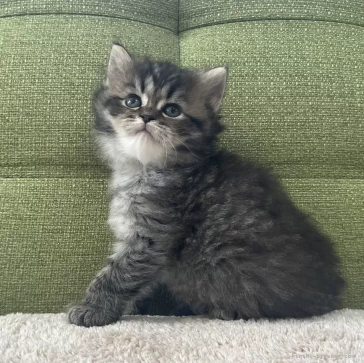 ID:2412-02576の子猫