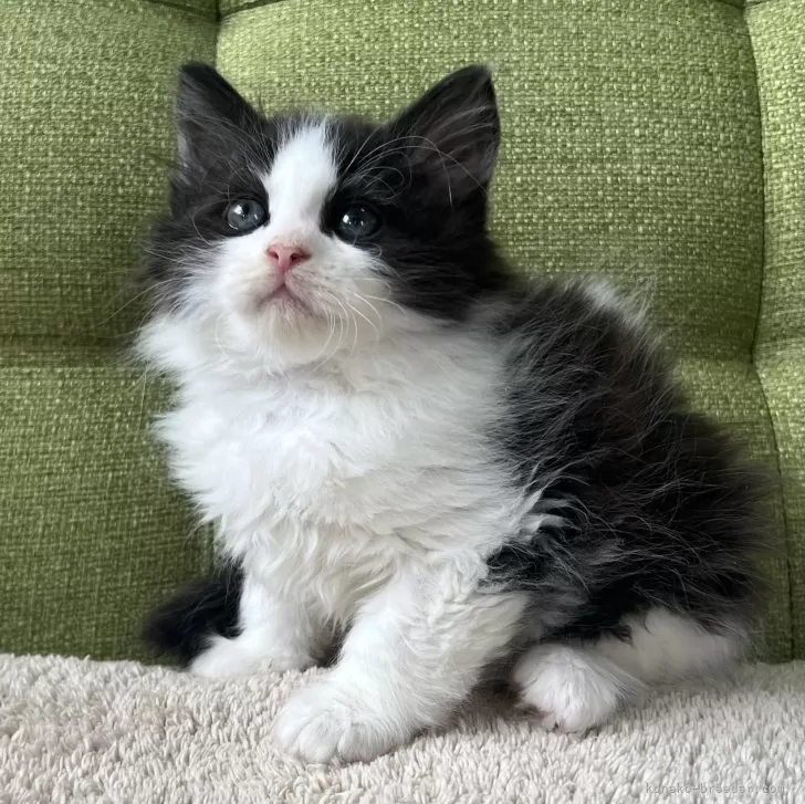 ID：2503-00312の子猫