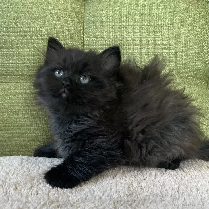 ID：2503-00912の子猫