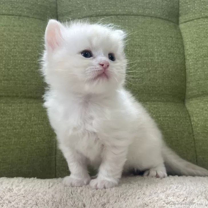 ID:2501-00730の子猫
