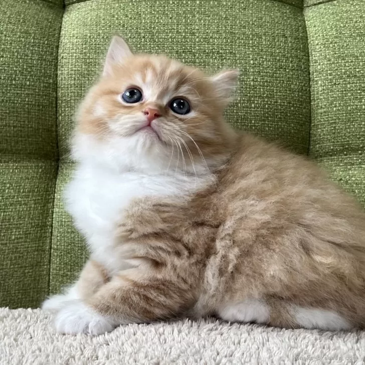 Y 様のお迎えした子猫