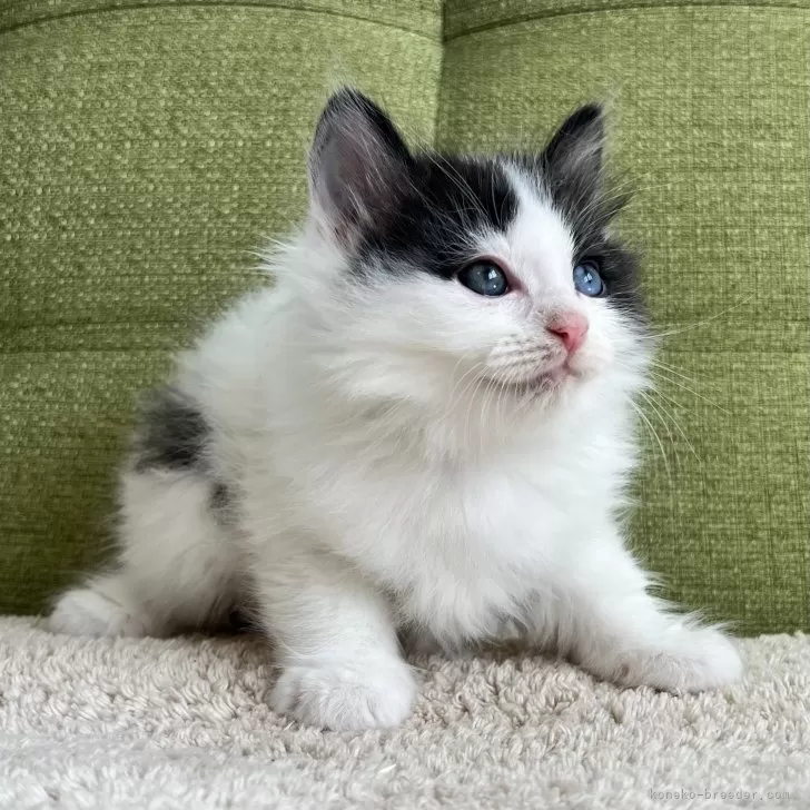 ID：2508-03107の子猫