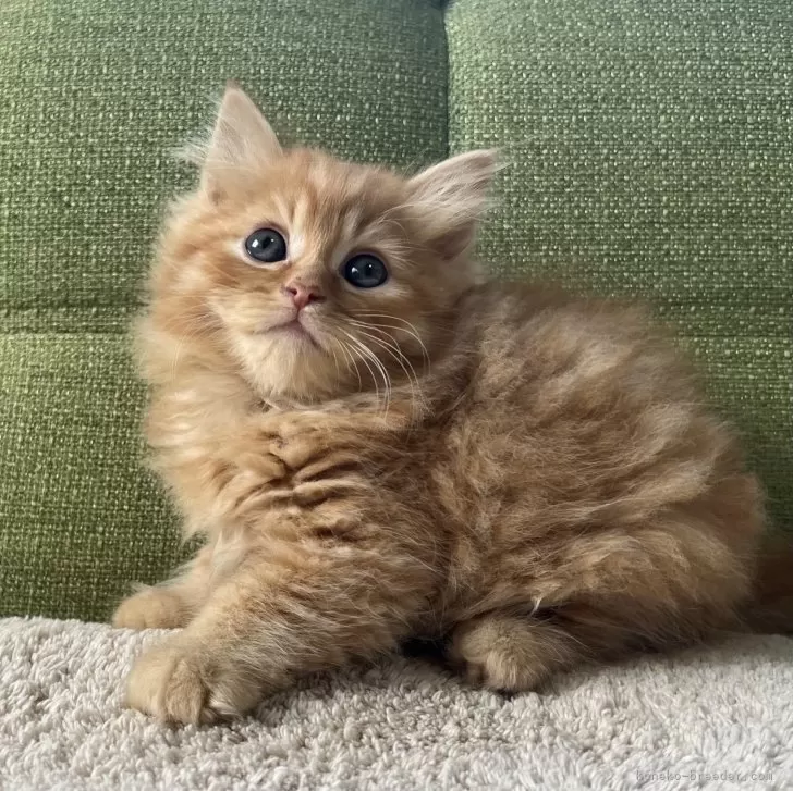 ID:2502-00334の子猫
