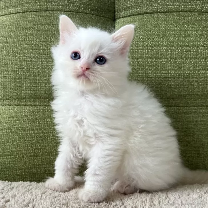 ID:2502-01209の子猫