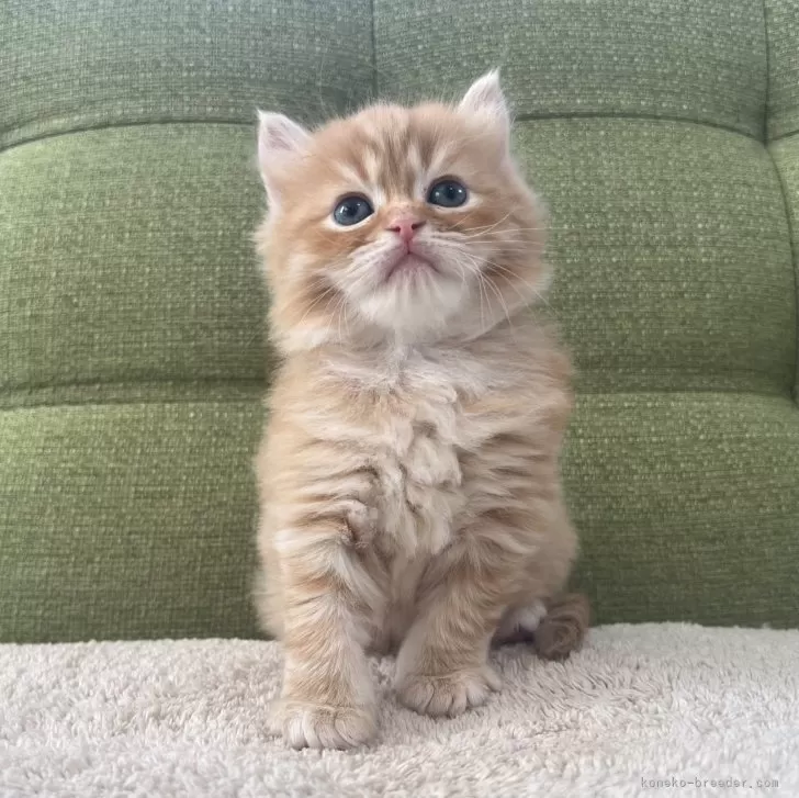 ID:2412-02574の子猫